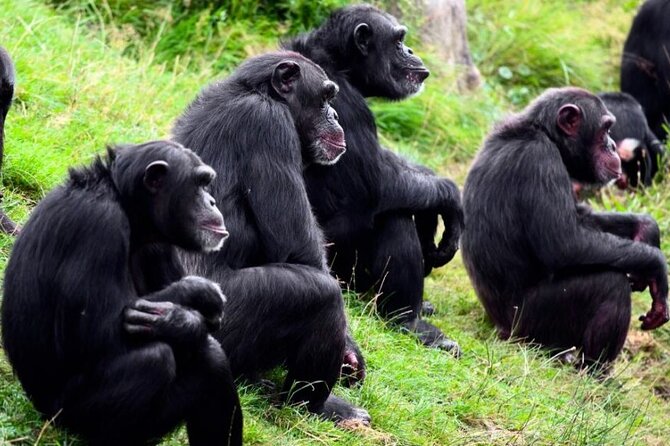 3 Days Ol Pejeta Conservancy Luxury Safari on 4x4 Landcruiser - Inclusions and Pickup Information