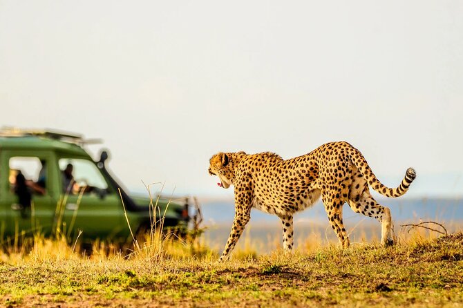 3 Days Ol Pejeta Conservancy Luxury Safari on 4x4 Landcruiser - Booking Confirmation and Accessibility