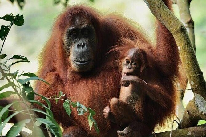 3 Days Orangutan Sumatra Jungle Trekking with Rafting - Good To Know