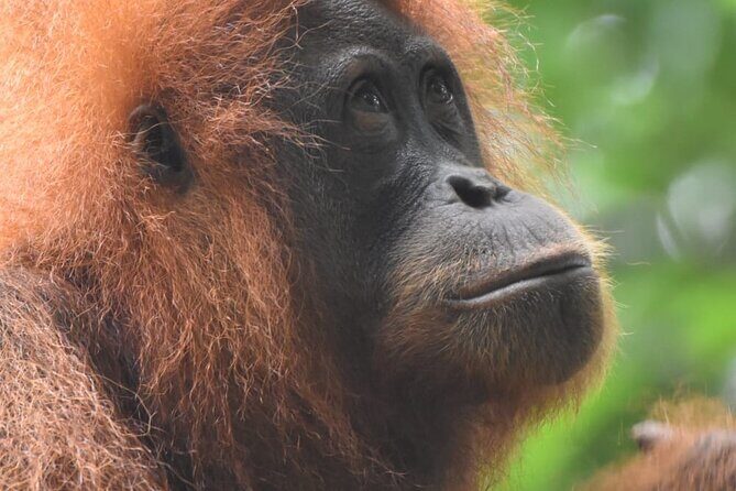 3 Days Orangutan Sumatra Jungle Trekking with Rafting - A Closer Look at the Itinerary