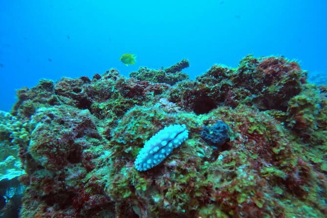 3 Days Phuket Open Water Diver Course & Scuba with License Guide - Good To Know