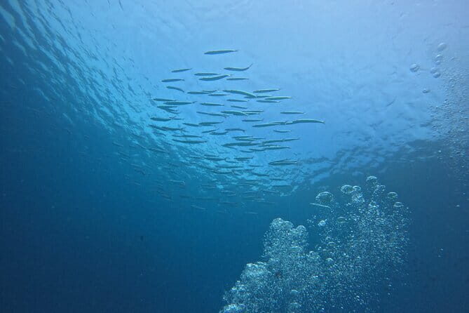 3 Days Phuket Open Water Diver Course & Scuba with License Guide - What to Expect on the Phuket Open Water Diver Course