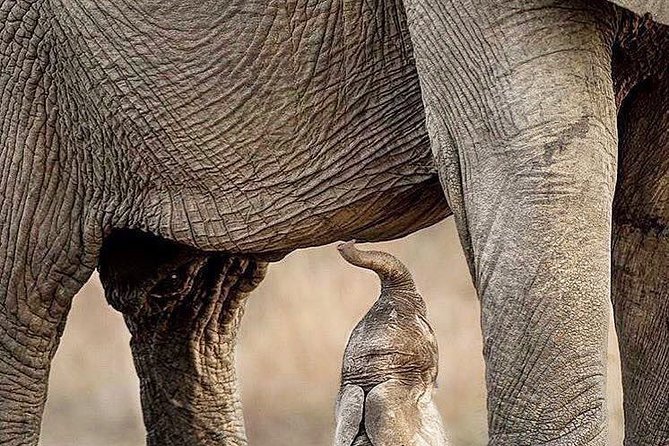 3 Days Private Lodge Serengeti Migration Safari - Booking Information