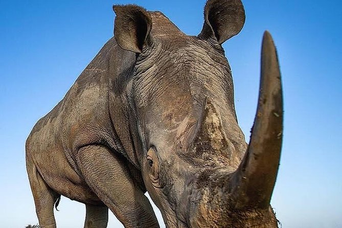 3 Days Private Lodge Serengeti Migration Safari - The Sum Up
