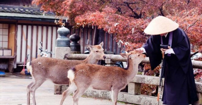 3 Days Private Osaka Kyoto and Nara Tour With English Driver - Day 2: Discovering Nara