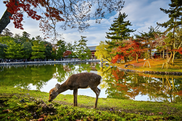 3 Days Private Osaka Kyoto and Nara Tour With English Driver - Unique Experience Highlights
