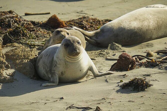 3 Days Private Pacific Tour to Big Sur Hearst Castle and more - FAQs