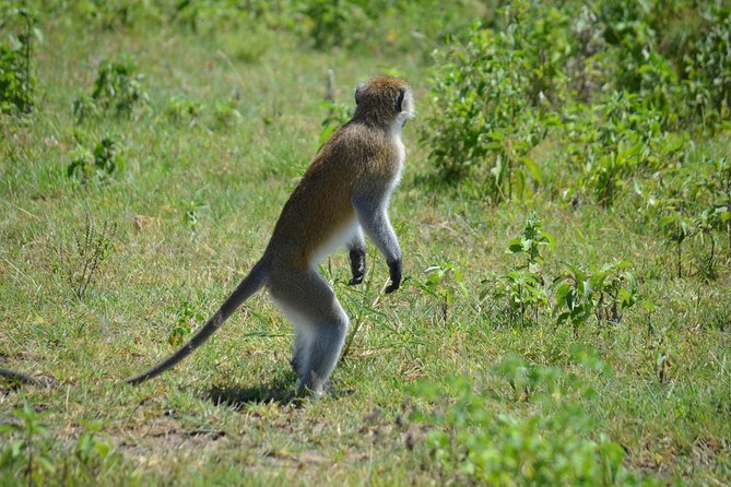 3 Days Private Safari Tarangire ,Ngorongroro Crater &Manyara - Accessibility and Suitability