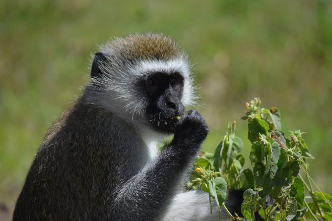3 Days Private Safari Tarangire ,Ngorongroro Crater &Manyara - Cancellation Policy Details