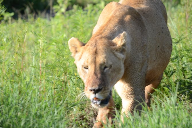 3 Days Private Safari Tarangire ,Ngorongroro Crater &Manyara - Pricing and Availability