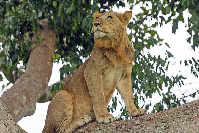 3 Days Private Safari Tour at Queen Elizabeth National Park in Uganda - Booking Information