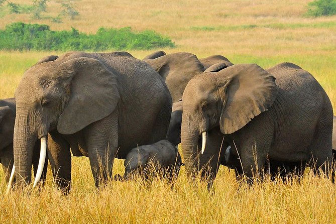 3 Days Private Safari Tour at Queen Elizabeth National Park in Uganda - The Sum Up