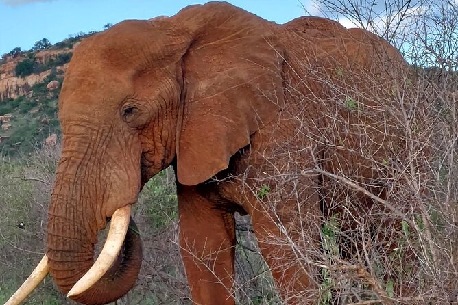 3 Days Private Safari Tsavo East and West Tour - Frequently Asked Questions