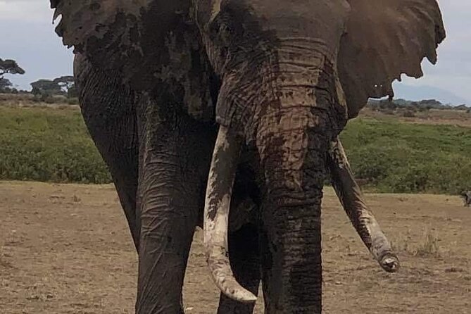 3 Days Private Safari Tsavo East From Watamu - Good To Know