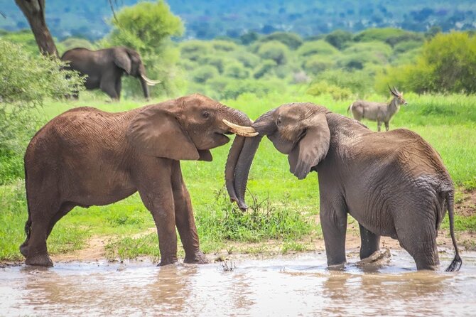 3 Days Private Taste of Tanzania Wilderness Safari-Camping Safari - General Information