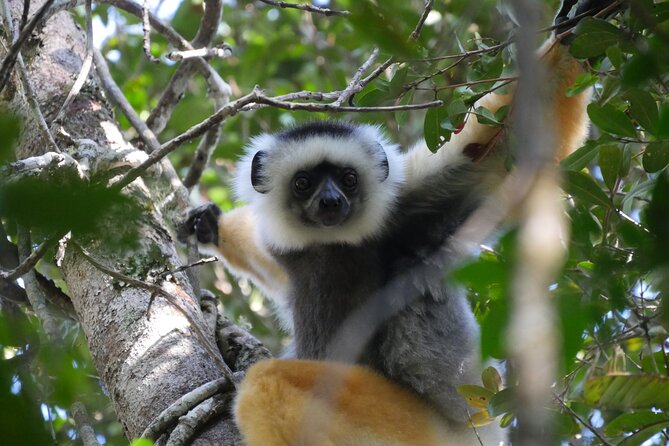 3 Days Private Tour in Lemur Territory in Andasibe - Good To Know