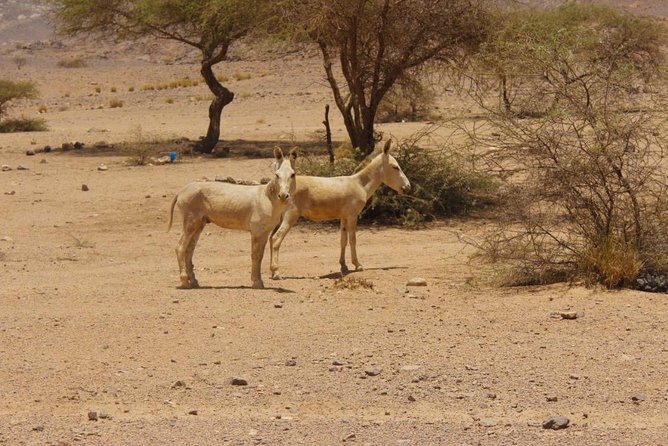 3 Days Private Tour in Tamanrasset - Additional Requirements and Visa