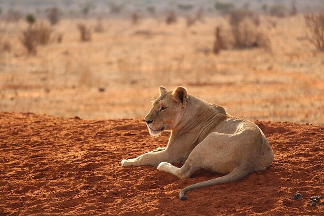 3 Days Private Tour to Tsavo Ziwani Camp and Night Game Drive - Itinerary Details