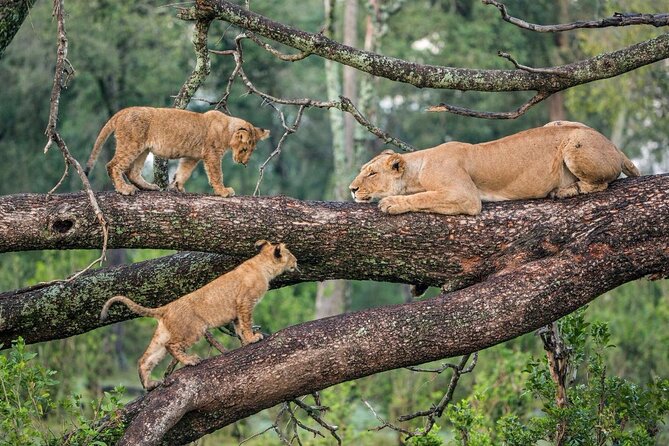 3 Days Queen Elizabeth National Park (A Medley of Wonders) - Good To Know