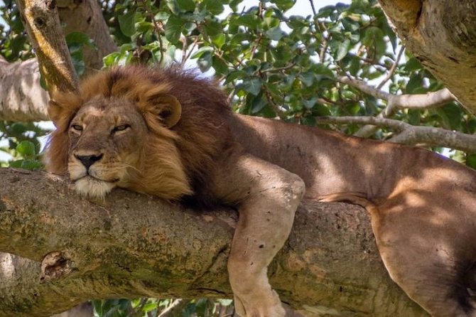 3 Days Queen Elizabeth National Park (A Medley of Wonders) - Day 2: Safari Adventures in the Park