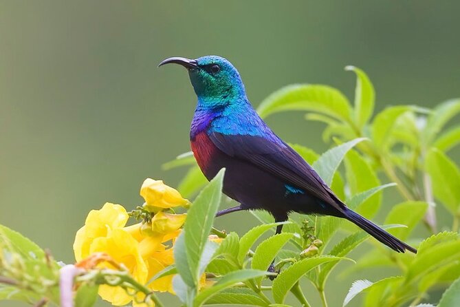 3 Days Queen Elizabeth National Park (A Medley of Wonders) - The Sum Up