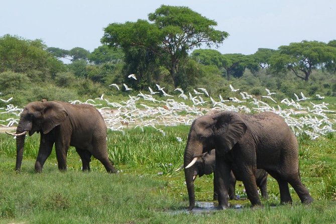 3 Days Queen Elizabeth National Park Safari - Optional Activities