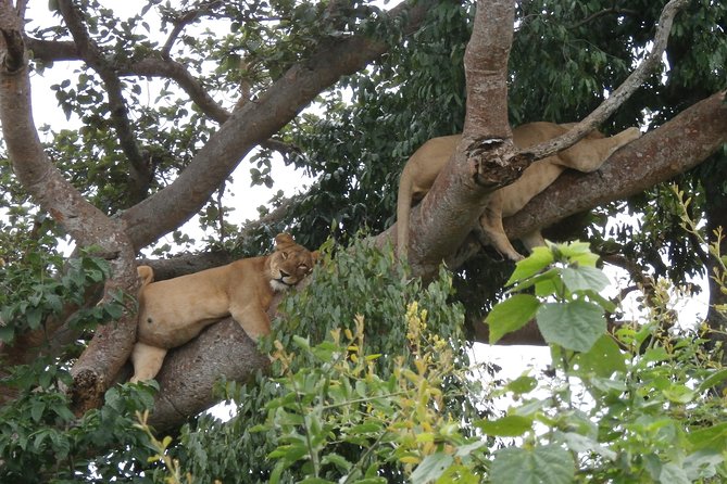 3 Days Queen Elizabeth National Park Safari Holiday - Good To Know