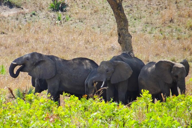 3 Days Queen Elizabeth National Park Safari Holiday - Booking and Reservation Information