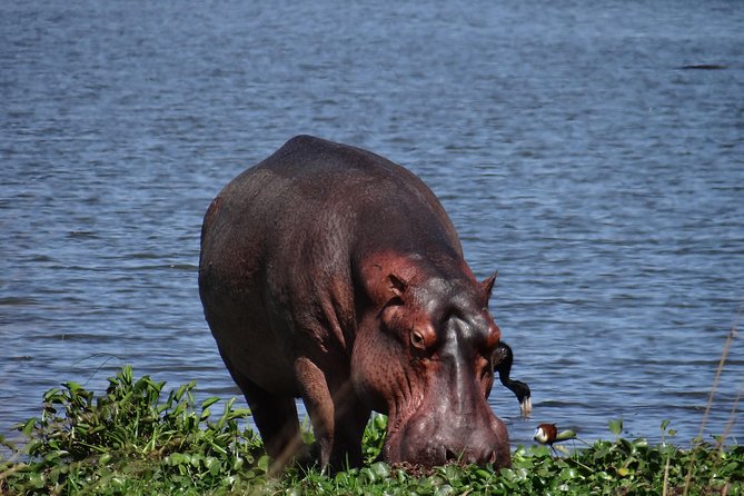 3 Days Queen Elizabeth National Park Safari Holiday - Frequently Asked Questions