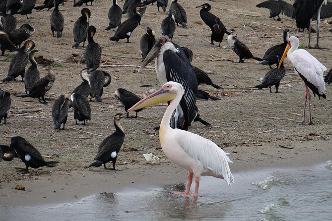 3 Days Queen Elizabeth National Park Safari Holiday - The Sum Up