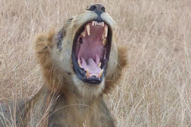 3 Days Queen Elizabeth National Park Uganda Safari - Accommodations and Meals