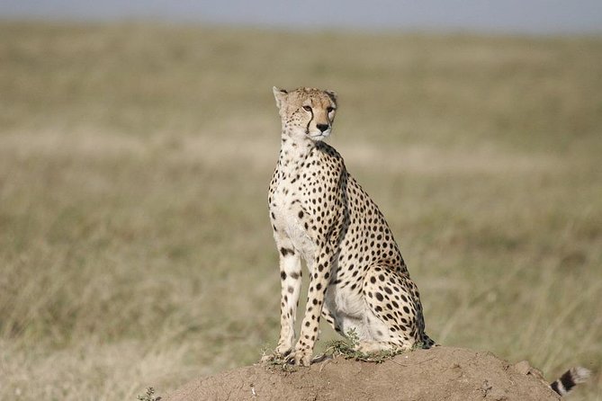 3 Days Safari in Masai Mara Budget or Luxury Tour Package - Booking Information and Logistics