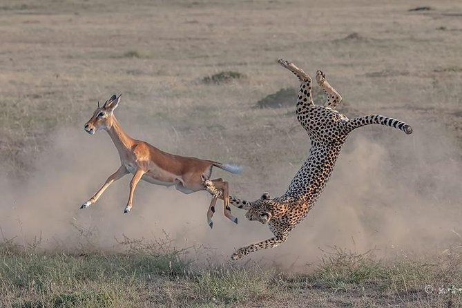 3 Days Safari in Masai Mara, Kenya - Frequently Asked Questions