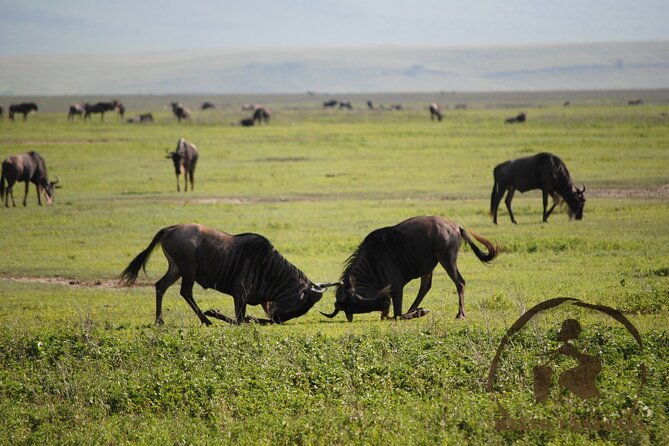 3 Days Safari in North- Ngorongoro, Tarangire, Mt. Oldeani - The Sum Up