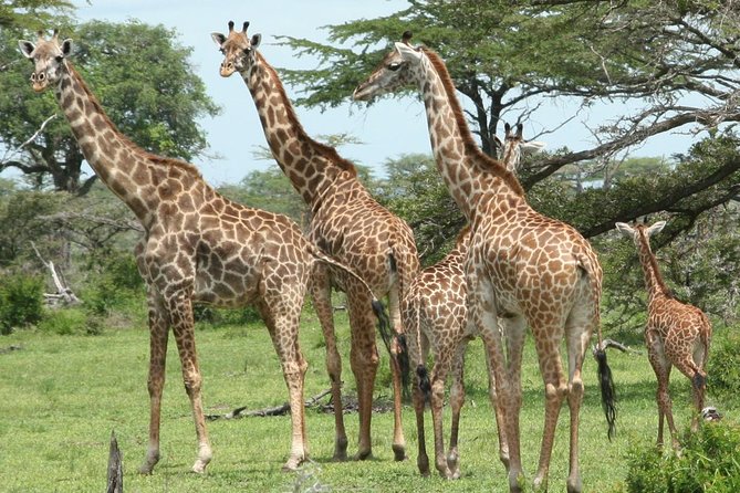 3 Days Safari - Mikumi National Park - Guided Tours