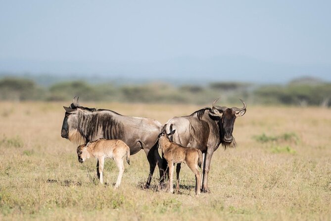 3 Days Safari, Serengeti National Park and Ngorongoro Crater - The Sum Up