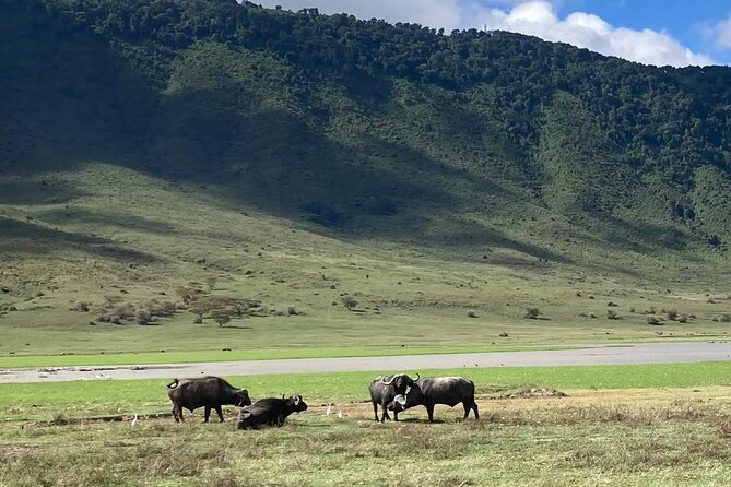 3 Days Safari Serengeti NP and Ngorongoro Crater - The Sum Up