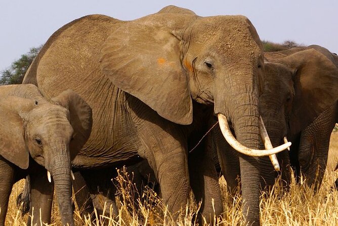 3 Days Safari; Tarangire N.P, Ngorongoro Crater and Lake Manyara National Park - Good To Know