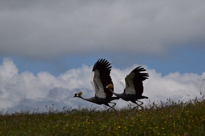 3 Days Safari; Tarangire N.P, Ngorongoro Crater and Lake Manyara National Park - The Sum Up