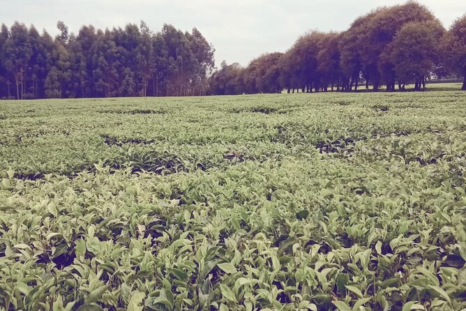 3 Days Safari to Kiambethu Coffee Farm and Kericho Tea Plantations. - Good To Know