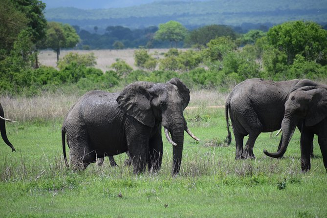 3 Days Safari to Mikumi and Udzungwa - Cancellation Policy