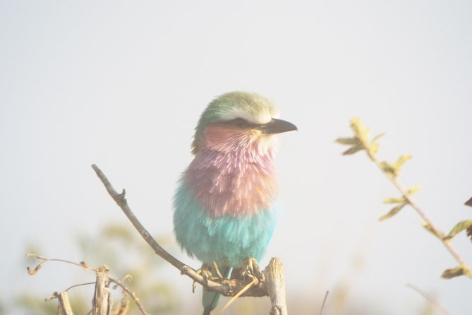 3 Days Safari to Mikumi National Park - Good To Know