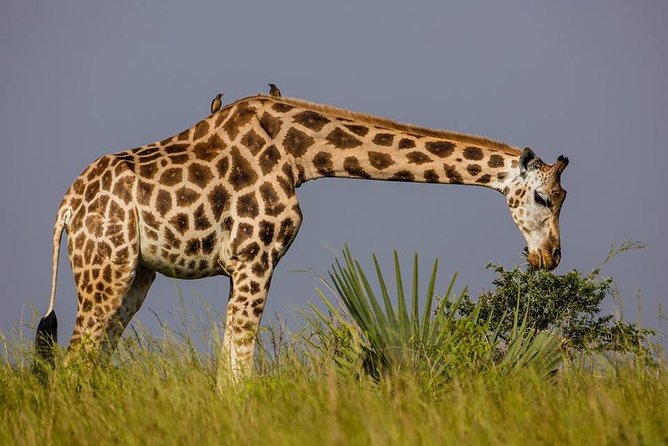 3-Days Safari to Murchison Falls National Park With Rhino Sanctuary Hike - Rhino Sanctuary Hike Experience