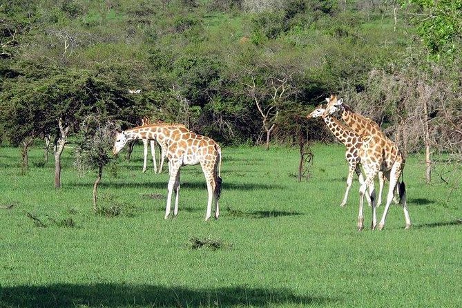 3-Days Safari to Murchison Falls National Park With Rhino Sanctuary Hike - Safari Highlights
