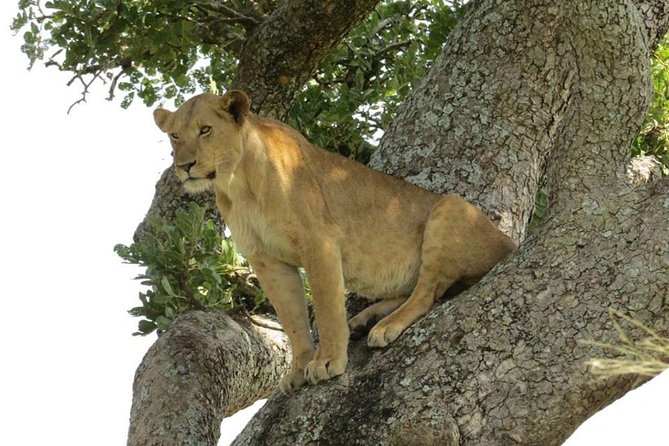 3-Days Safari to Murchison Falls National Park With Rhino Sanctuary Hike - Frequently Asked Questions