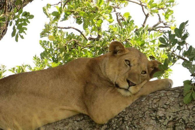 3-Days Safari to Murchison Falls National Park With Rhino Sanctuary Hike - The Sum Up