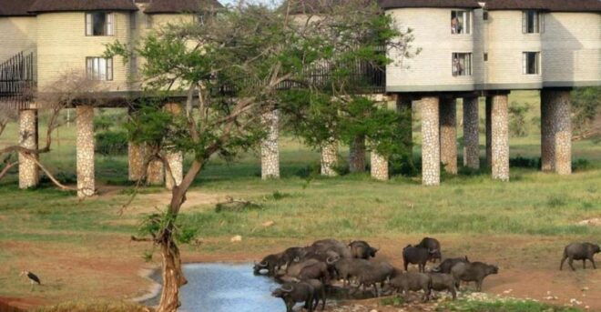3 Days Safari to Saltlick Lodge From Nairobi - Common Questions