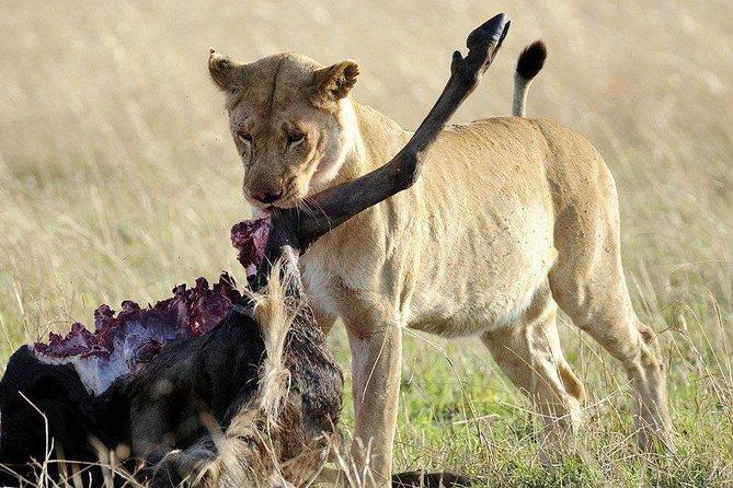 3 Days Safari to Selous Game Reserve - Packing Essentials