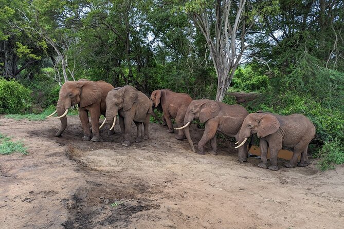 3 Days Safari Tsavo East and Taita Hills Saltlick Lodge - Good To Know