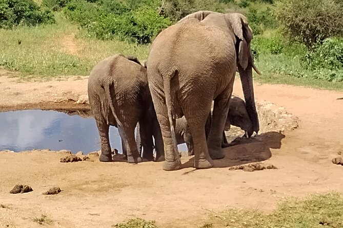 3 Days Safari Tsavo West and Tsavo East - Good To Know